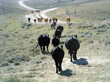 USA-Wyoming-Cochran Working  Ranch